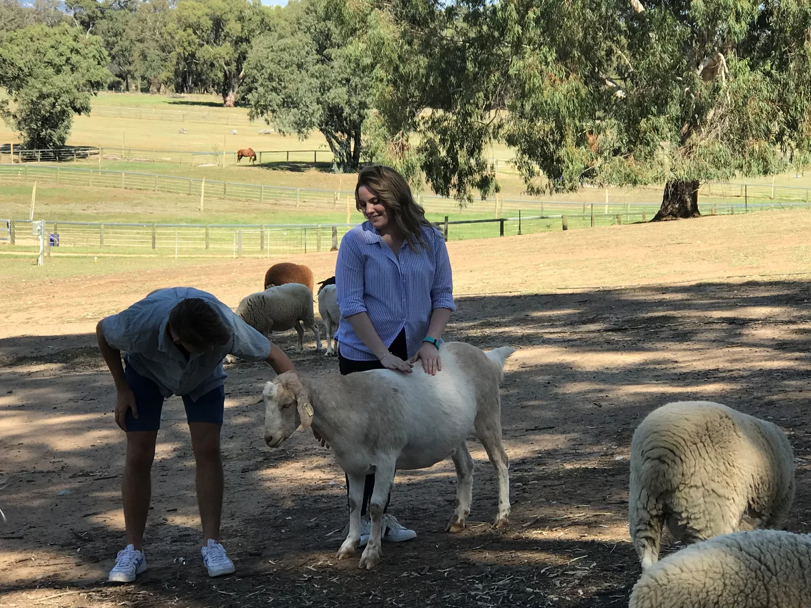 A couple feeding a sheep at Settlers Rest
