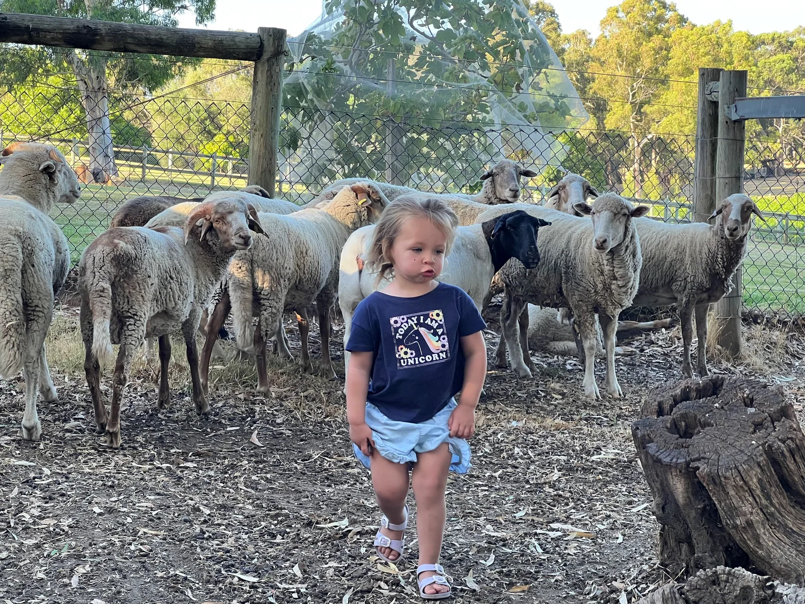 A child meeting a sheep at Settlers Rest Farm