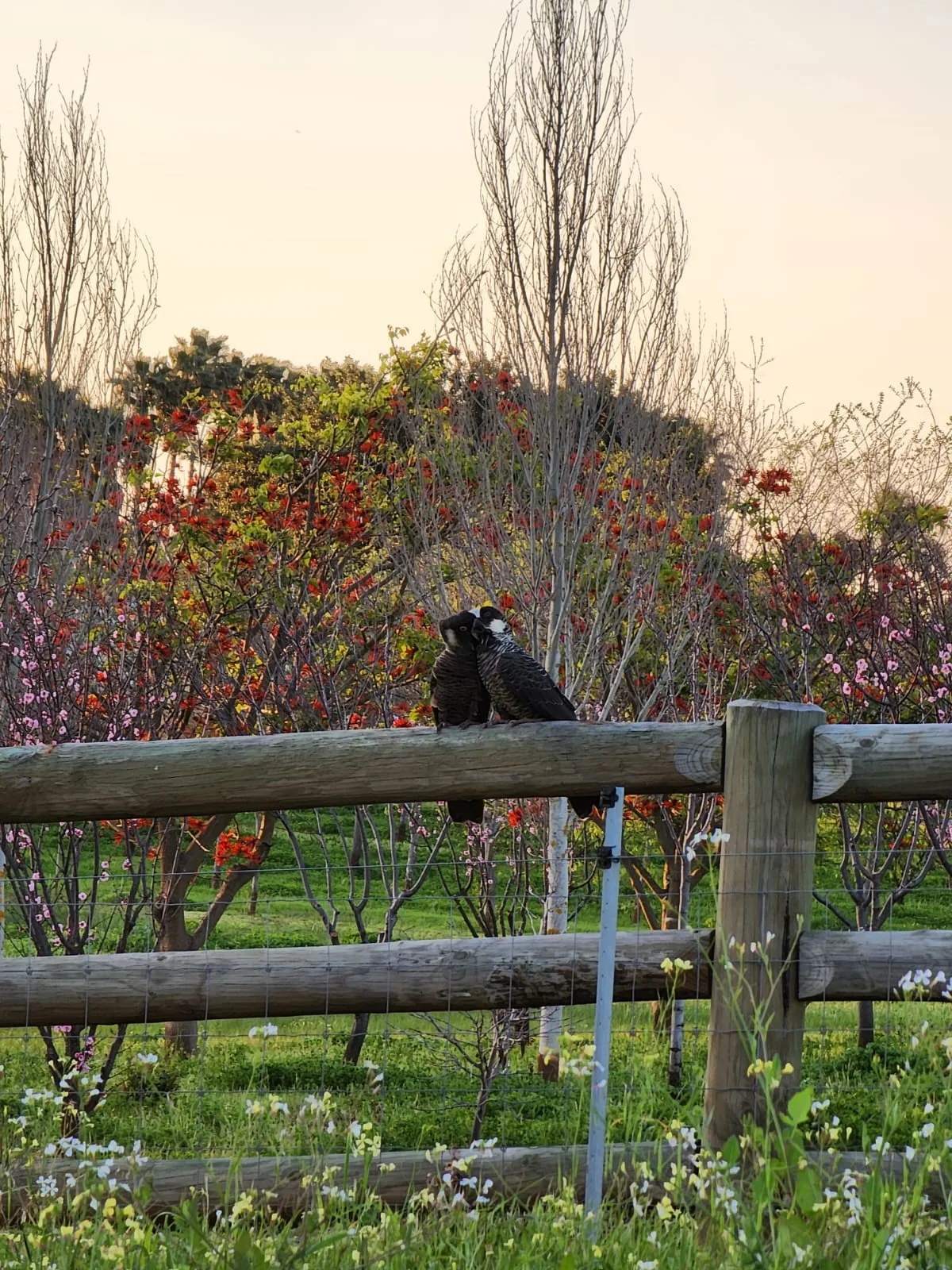 Love birds at Settlers Rest Farm