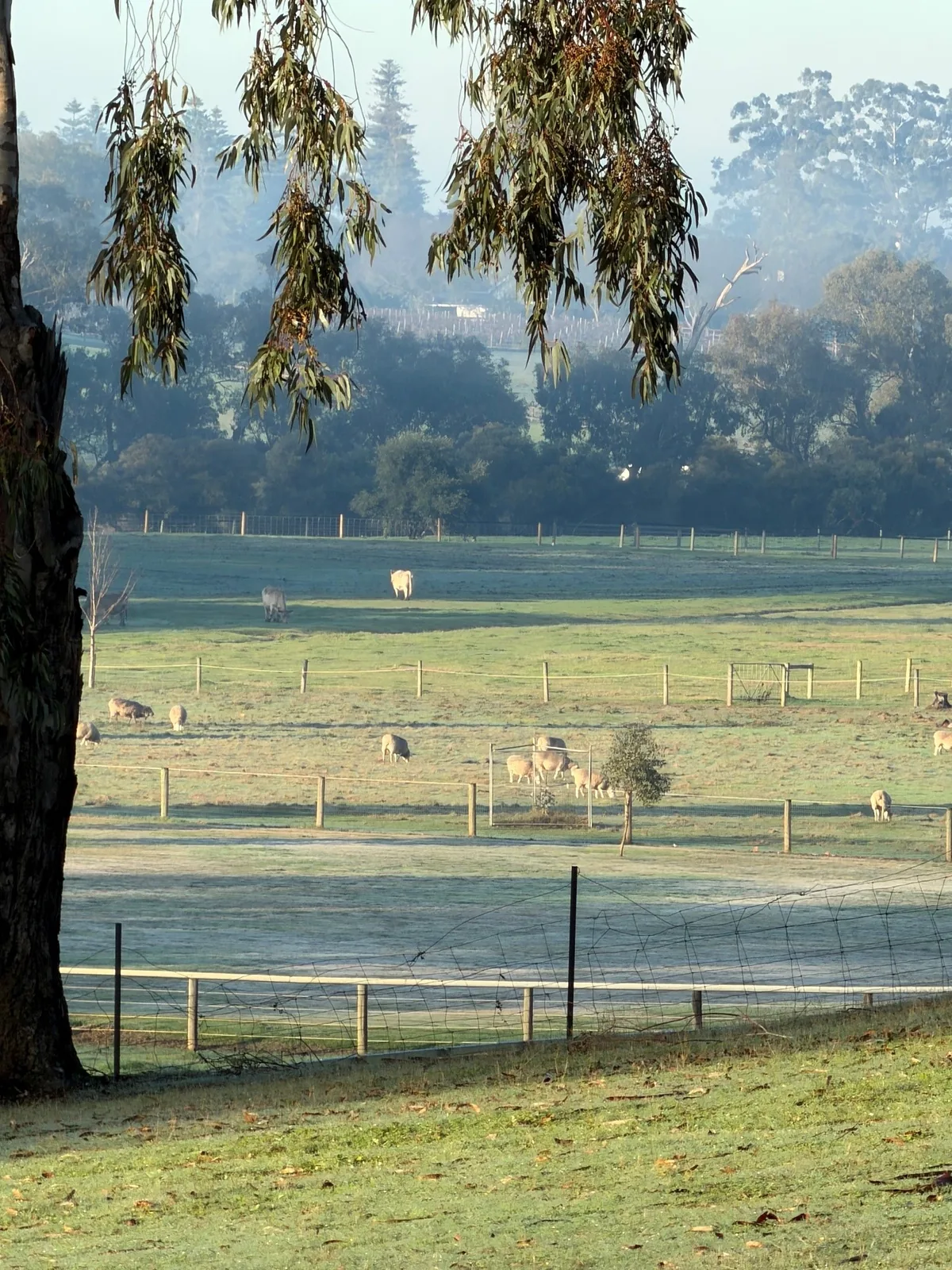Early morning at Settlers Rest