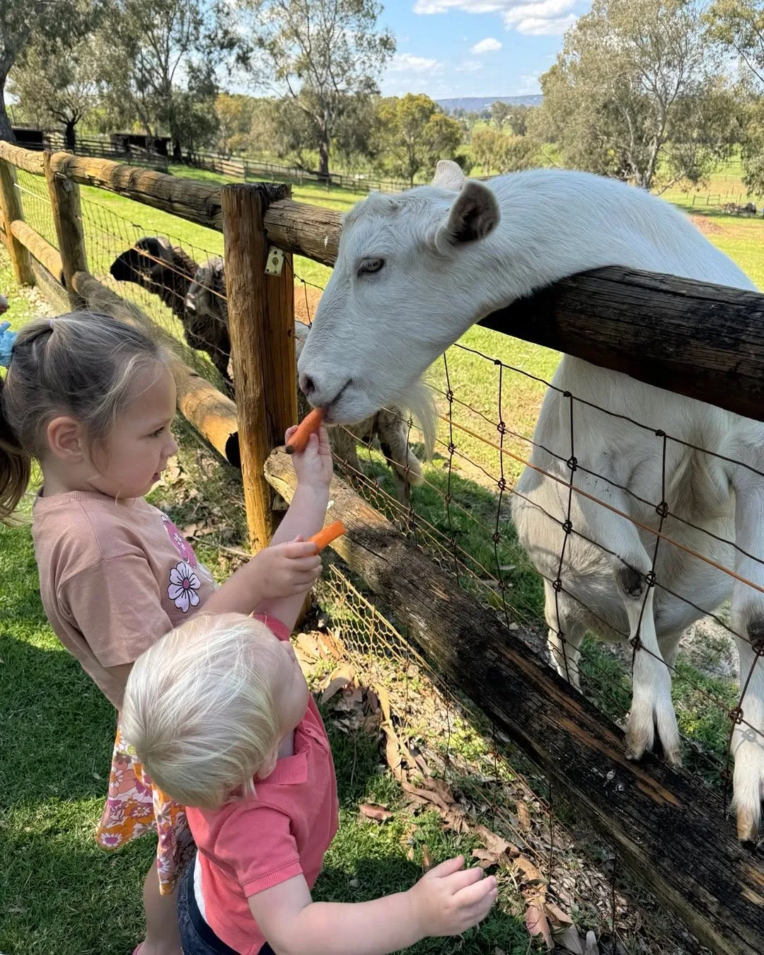 Feeding the farm goats