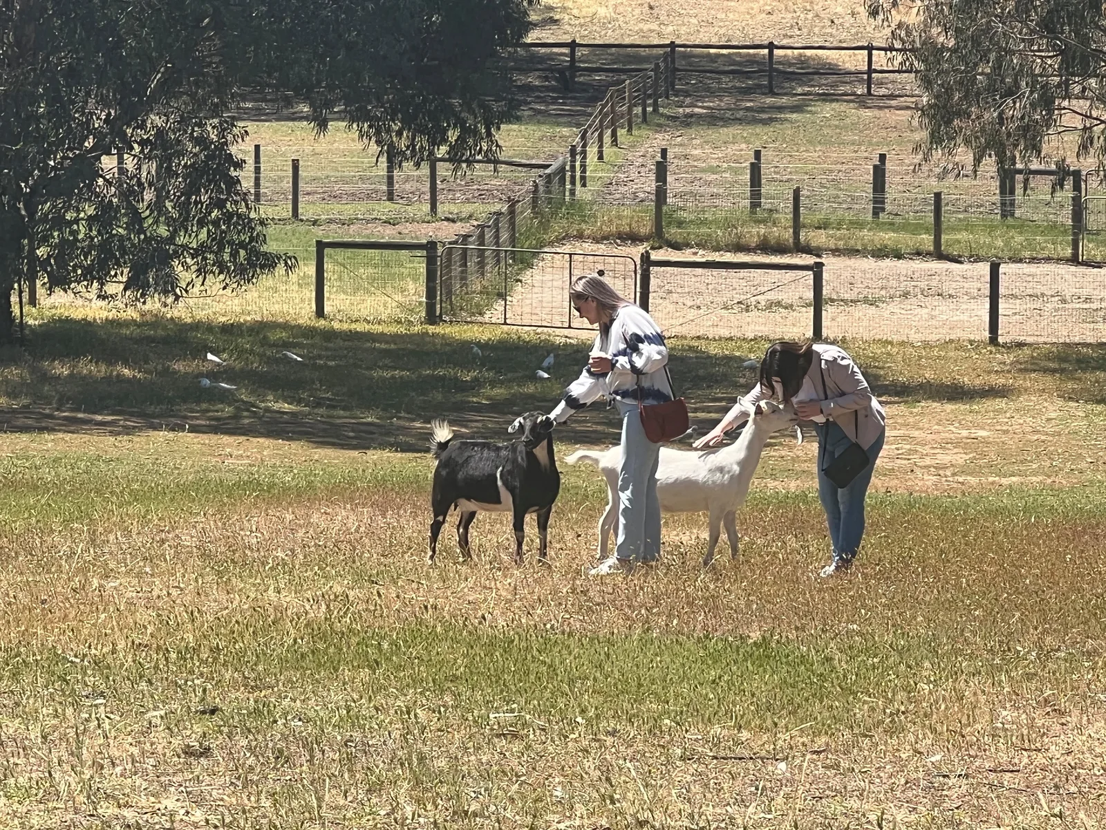 Guests feeding the goats