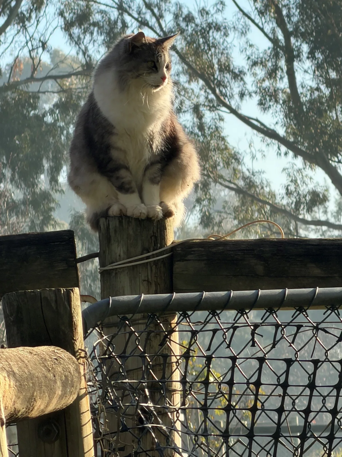 Farm cat at Settlers Rest