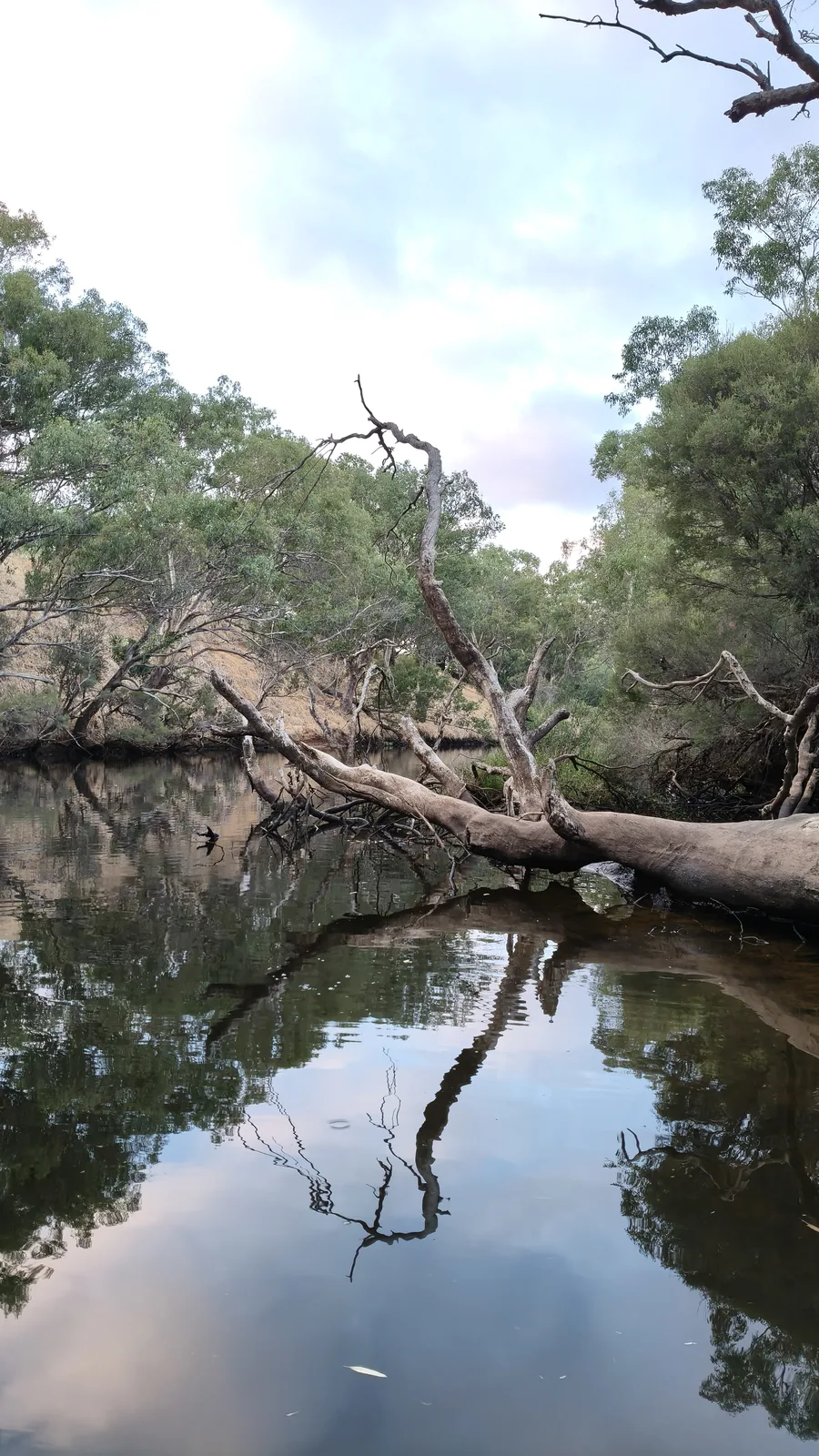 River view with fallen tree