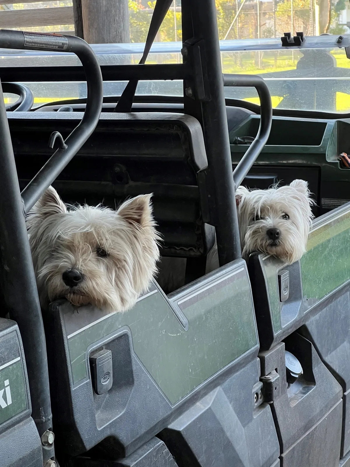Westies in the farm mule
