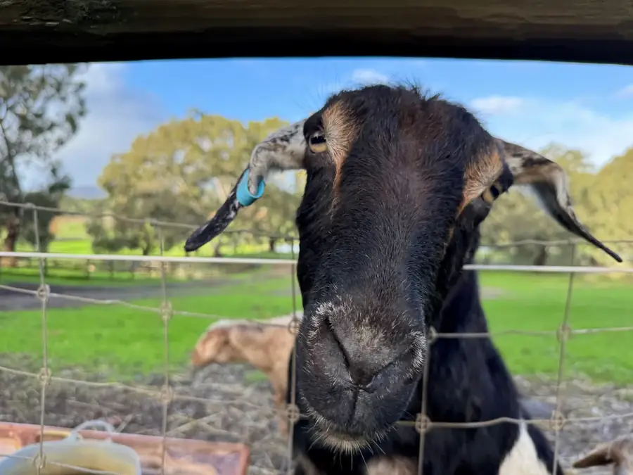 Jemima the goat at Settlers Rest