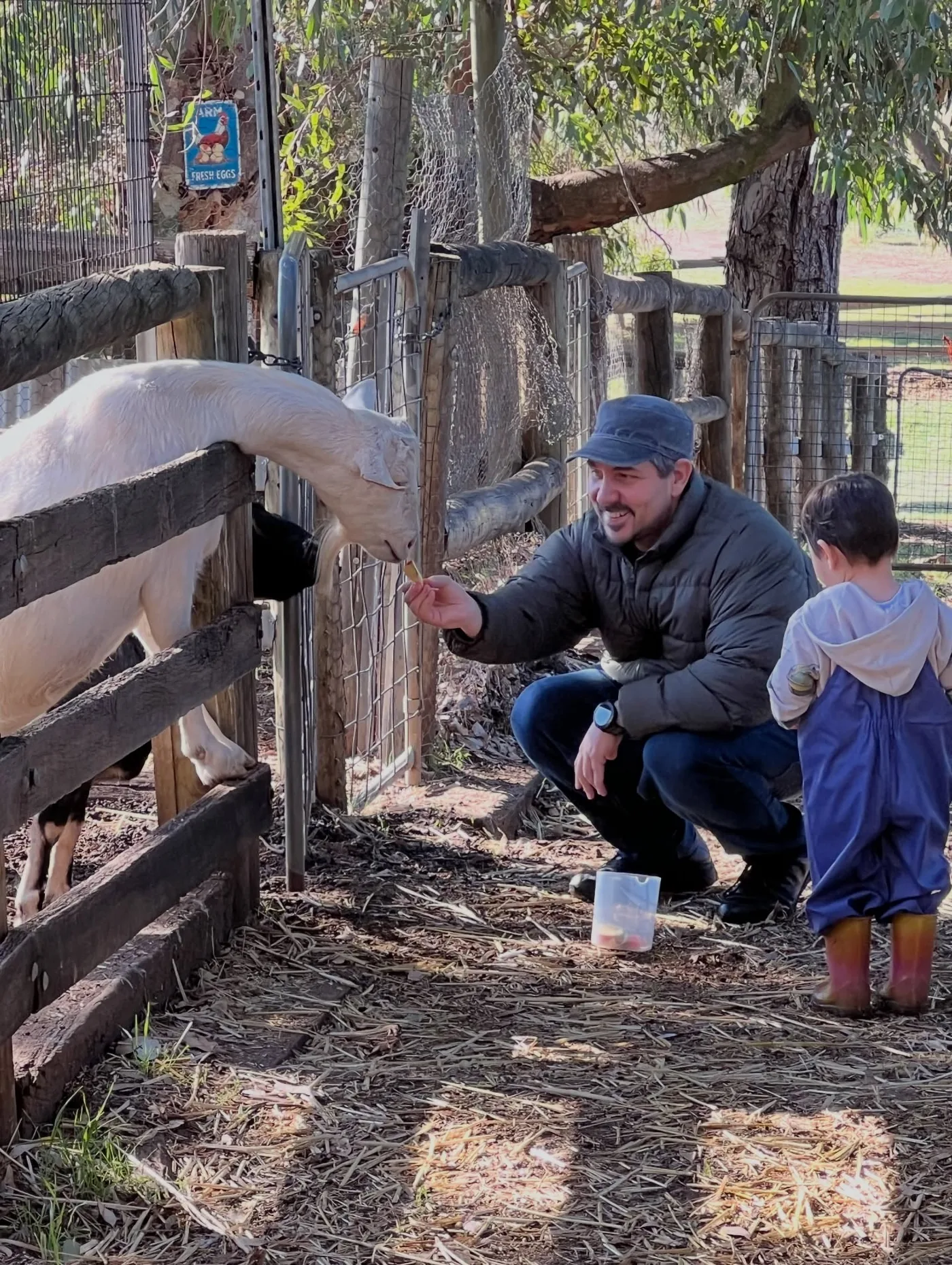 Feeding the animals at Settlers Rest