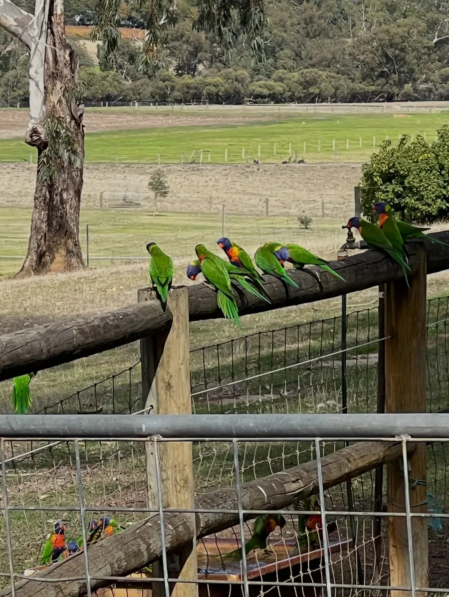 Rainbow lorikeets at Settlers Rest