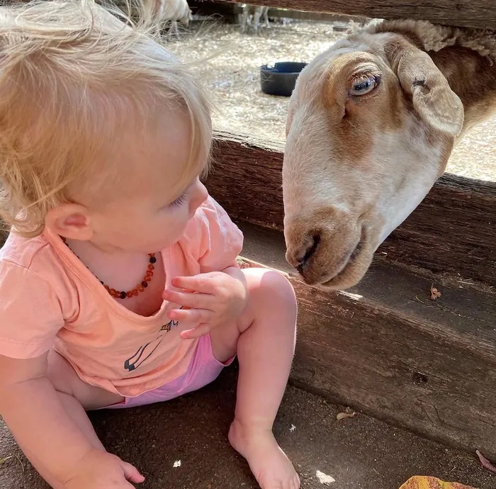 A little one meets the sheep