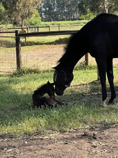 Dior and Aurora