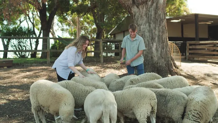 Hand-feeding the sheep at Settlers Rest