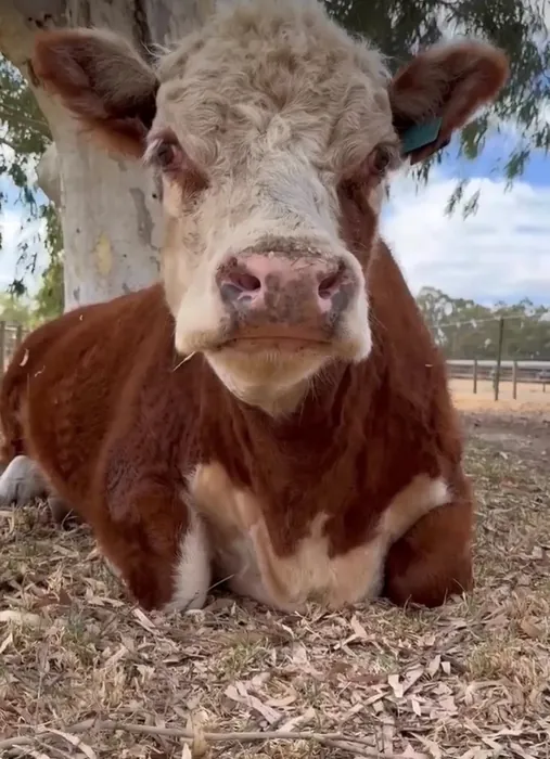 Lena the cow