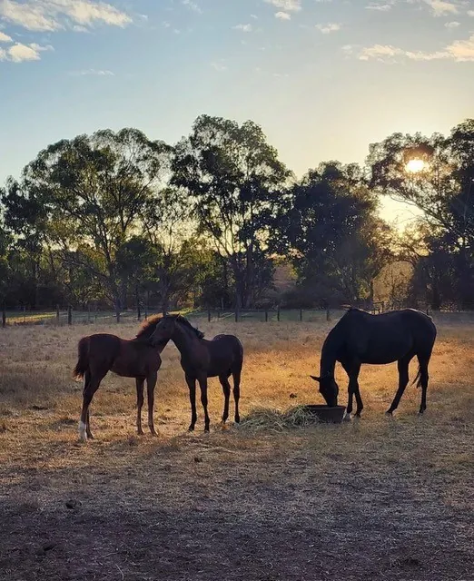 Horses in the paddock at dusk