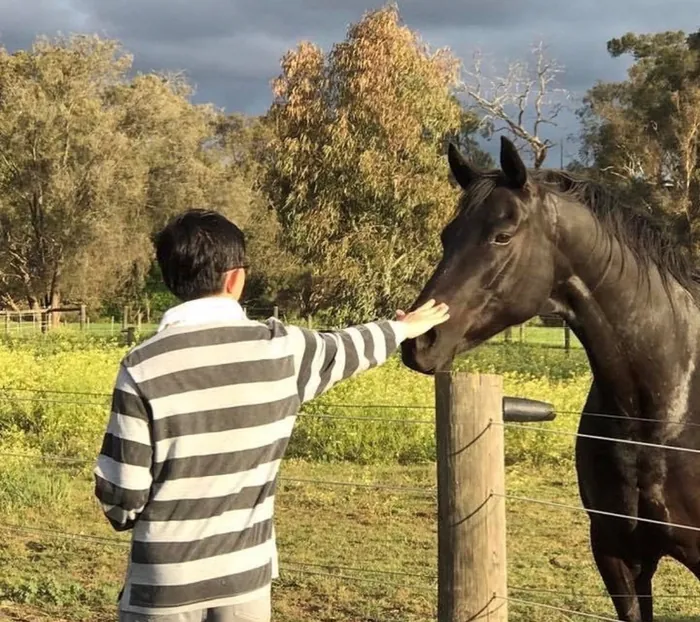 Patting a horse over the fence