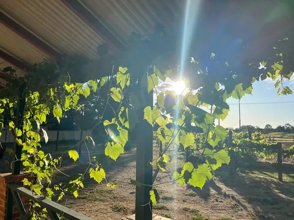 After a full day exploring, what better place could you possibly be, than on the veranda of Settlers Rest cottage for sunset drinks overlooking the vines#soperth#destinationperth #theswanvalley#sunset