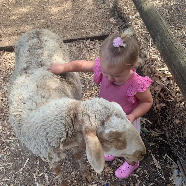 We are so excited to welcome our first friends from Singapore back to our farm tomorrow after a long two year spell due to Covid .  See you soon from all the farm animals here at Settlers Rest Farmsta