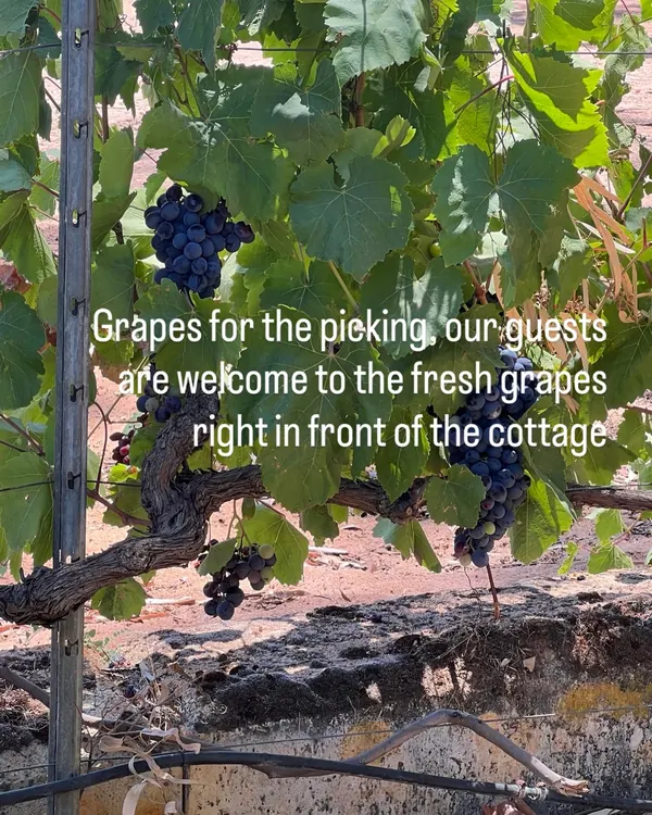 Not just a settlers cottage, farm animals to hand feed and enjoy but also fresh grapes you can pick and eat