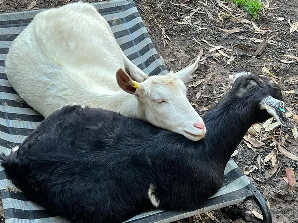 Dog beds come in very handy, at last Molly decides she can share with Jemima ! Their pen at night is much more comfortable with a dog bed, they love it#settlersrestfarmstay #lovegoats #anotherusefordo