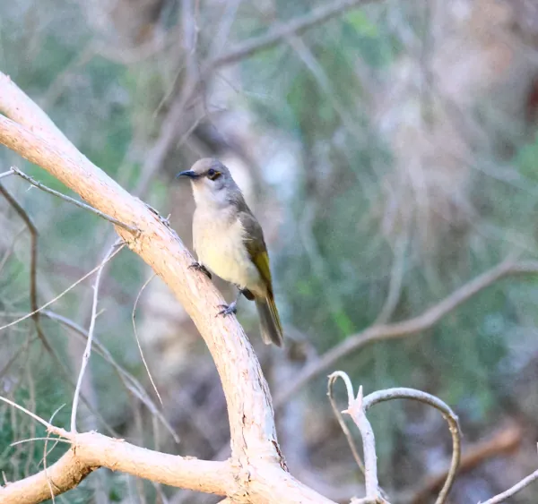 A honeyeater visits the farm