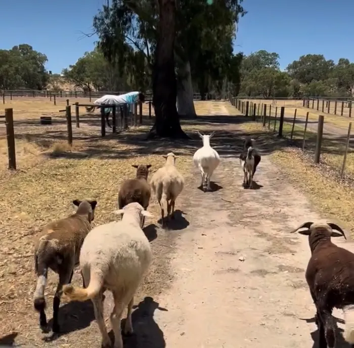 The animals coming up the farm track